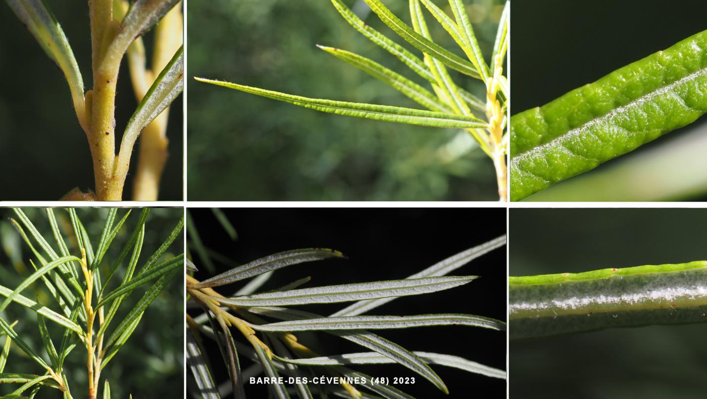 Willow, Olive leaf